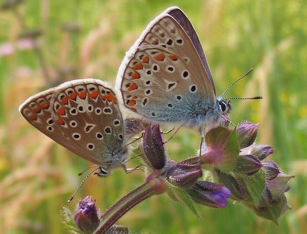 Aricia agestis e Polyommatus icarus